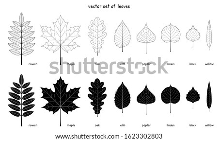 Vector set of autumn leaves. Elements of a various trees with detailed margins. Rowan, maple and oak. Elm, poplar, birch. American linden and willow leaves. Outlines and silhouettes. Black and white