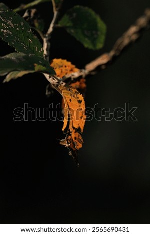 Similar – Image, Stock Photo last leaves Nature Plant