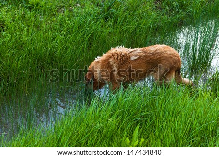 Dog drinks water in the reeds