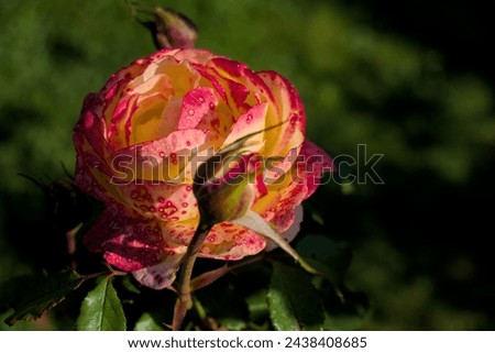 Similar – Image, Stock Photo rose thorn and waterdrop living together for a while