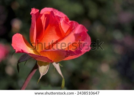 Similar – Image, Stock Photo rose thorn and waterdrop living together for a while