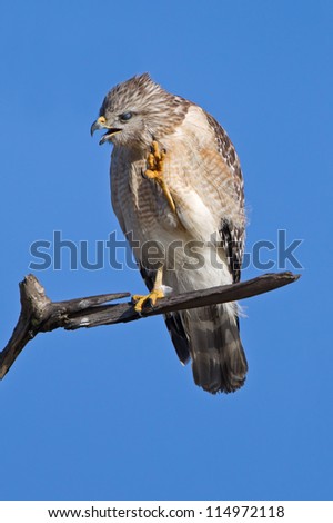 Red-shouldered Hawk sitting on a branch in the blue sky - Buteo lineatus