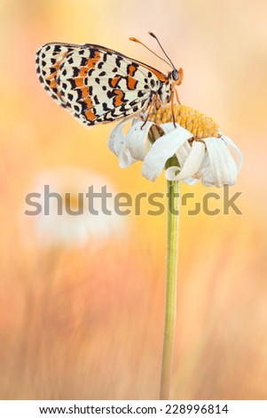 European Spotted Fritillary or Red-band Fritillary at a Marguerite Flower Field
