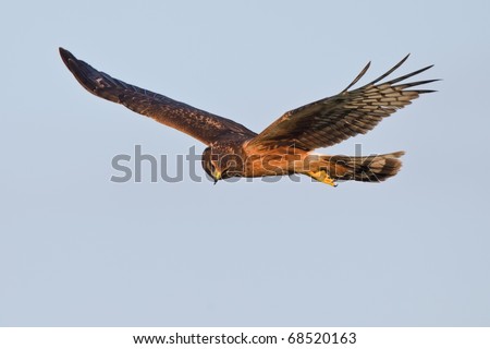 Northern harrier in hunting flight at the blue sky searching for birds