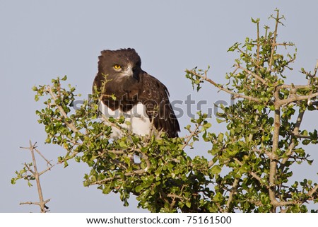 Black-chested Snake-eagle (Circaetus pectoralis) sitting in a tree and watching in the camera