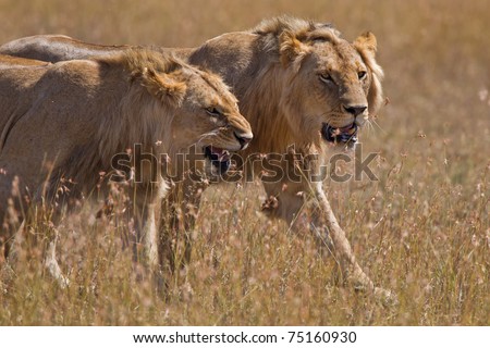 Two aggresive lions hunting in the masai mara
