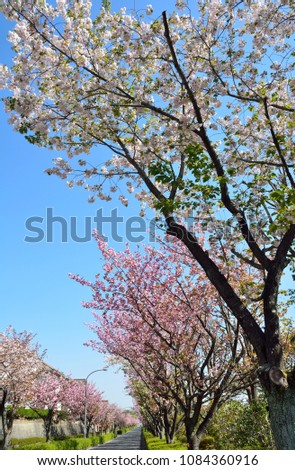 Similar – Image, Stock Photo Double avenue from rows of green trees