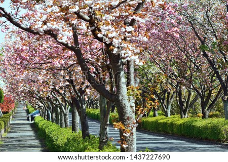 Similar – Image, Stock Photo Double avenue from rows of green trees