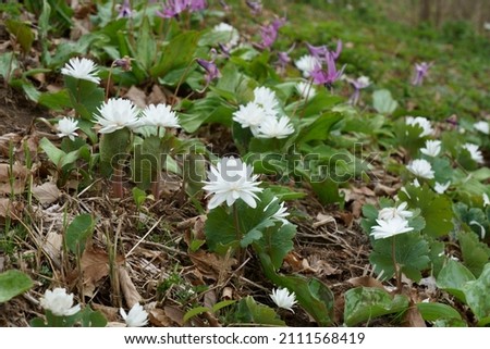 White blossoms of  Sanguinaria canadensis are blooming in spring