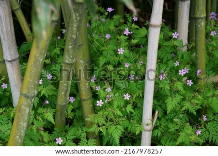 Similar – Image, Stock Photo Geranium robertianum macro with natural background Pink and white five-petal flower. Copy space with unfocused background.