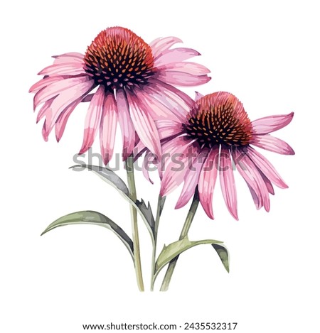 Image, Stock Photo The purple coneflower