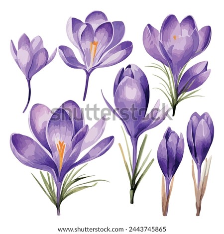 Watercolor drawing clipart of a Purple crocus flowers(saffron flower), isolated on a white background, painting, Illustration Vector, Graphic design.