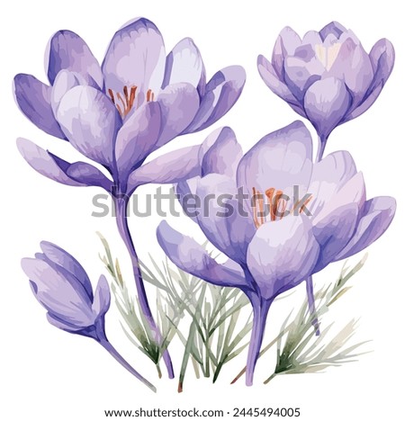 Watercolor vector Painting of a saffron flower (Purple crocus flowers), isolated on a white background, vector format, art design, Illustration Graphic, painting clipart.