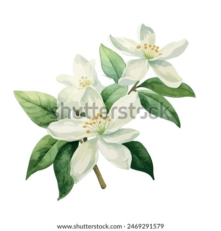 Water color of a vector of a jasmine flowers, isolated on a white background, Illustration Graphic, Drawing Vector, Painting clipart.