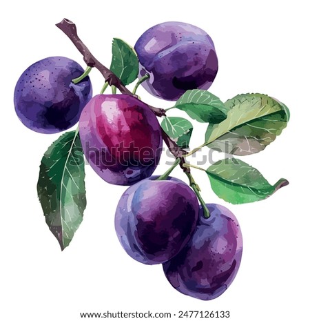 Watercolor painting of plum fruit, isolated on a white background, plum vector, drawing clipart, Illustration Vector, Graphic Painting, design art, logo