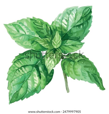 Watercolor painting of mint leaves, isolated on a white background, mint vector, drawing clipart, Illustration Vector, Graphic Painting, design art, logo