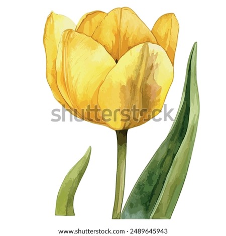 Similar – Image, Stock Photo Yellow tulip flowers isolated on white background, for your creative design and decoration