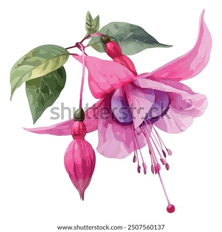 Watercolor vector of Fuchsia flower, isolated on a white background, Fuchsia flower painting