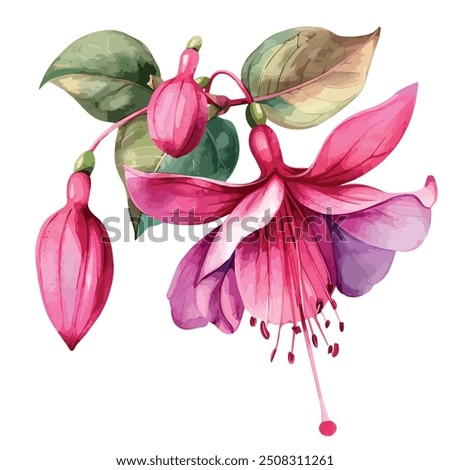 Watercolor of Fuchsia flower, isolated on a white background, Fuchsia flower vector