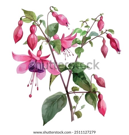 Watercolor clipart of Fuchsia, isolated on a white background, Fuchsia vector