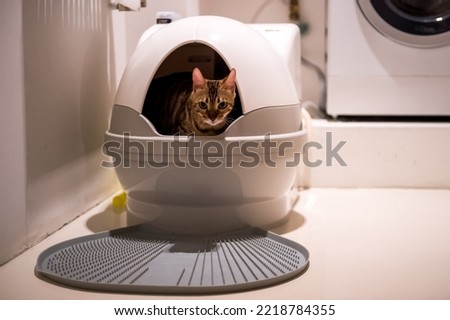 Automatic toilet for cats. Pet gadgets Foto stock © 