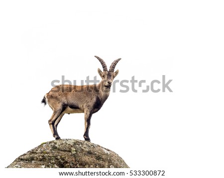 Similar – Image, Stock Photo steinbock Wildlife Animal