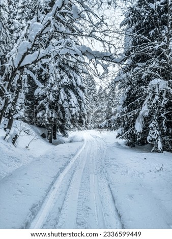 Similar – Image, Stock Photo Forest path in winter with mud and large puddles in which the trees are reflected