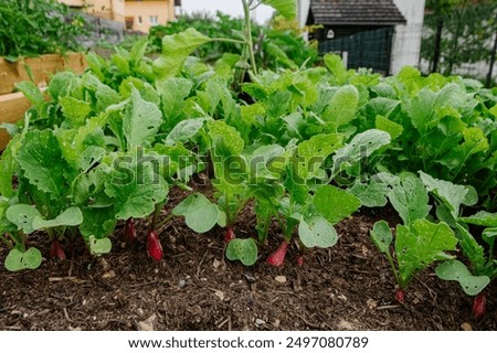 Similar – Image, Stock Photo Radish growing on farm in summer