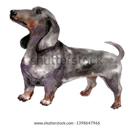 black dachshund on a white background. watercolor illustration