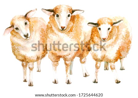 group of cute lamb in watercolor illustration on a white background