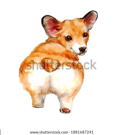 cute realistic red corgi on a neutral background. watercolor illustration or picture with a dog