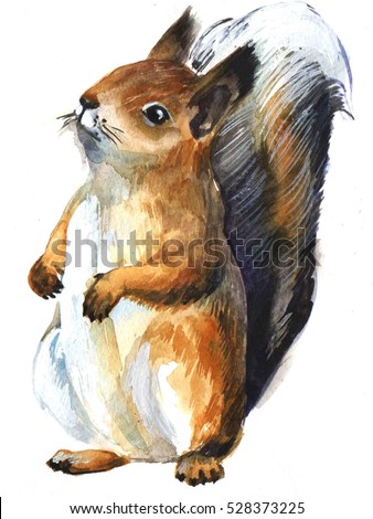 red squirrel on white background. watercolor sketch, illustration animal.
