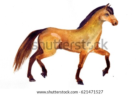 Realistic horse on a white background. Watercolor illustration or sketch or print