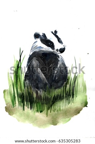 badger in the grass on a white background. watercolor illustration