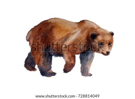 realistic brown bear on a white background. watercolor illustration