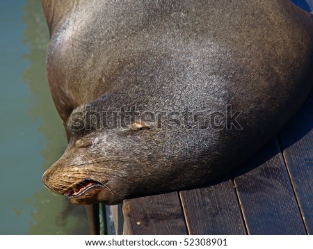 This is a Closeup Picture of Sea Lion.