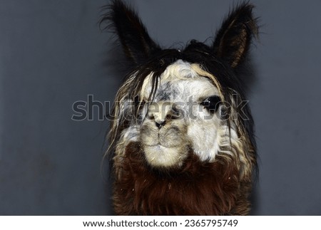 Similar – Image, Stock Photo another lama Llama Alpaca