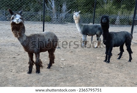 Similar – Image, Stock Photo another lama Llama Alpaca