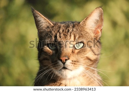 Similar – Foto Bild Sitzende Katze