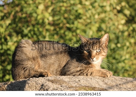 Similar – Foto Bild Sitzende Katze