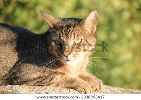 Similar – Foto Bild Sitzende Katze