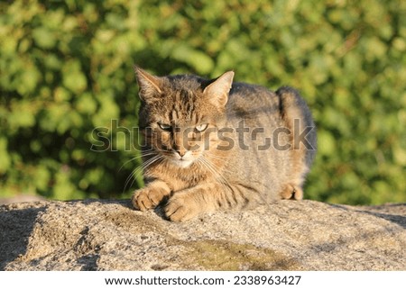 Similar – Foto Bild Sitzende Katze