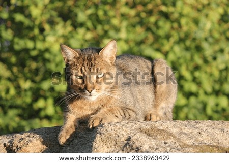 Similar – Foto Bild Sitzende Katze