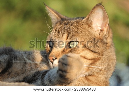 Similar – Foto Bild Sitzende Katze