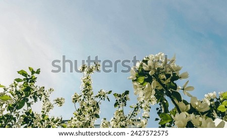 Similar – Image, Stock Photo spring awakening, tree in backlight