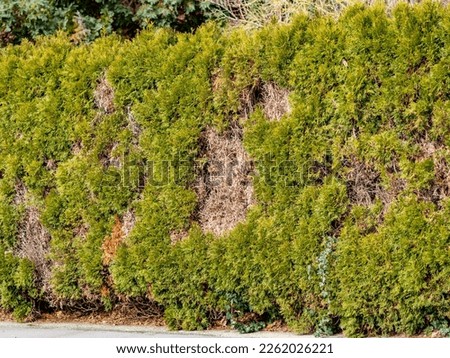 Similar – Image, Stock Photo Thuja hedge in the snow