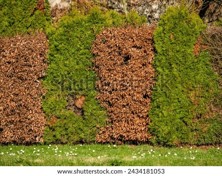 Similar – Image, Stock Photo Thuja hedge in the snow