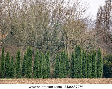 Similar – Image, Stock Photo Thuja hedge in the snow