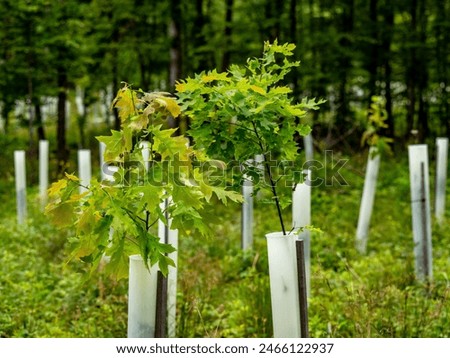 Similar – Image, Stock Photo Young deciduous tree in the middle of an old disused track bed , selective sharpness