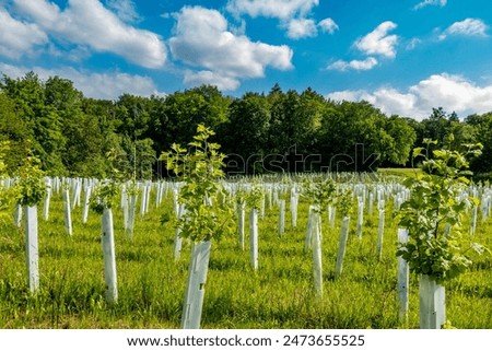 Image, Stock Photo Young deciduous tree in the middle of an old disused track bed , selective sharpness